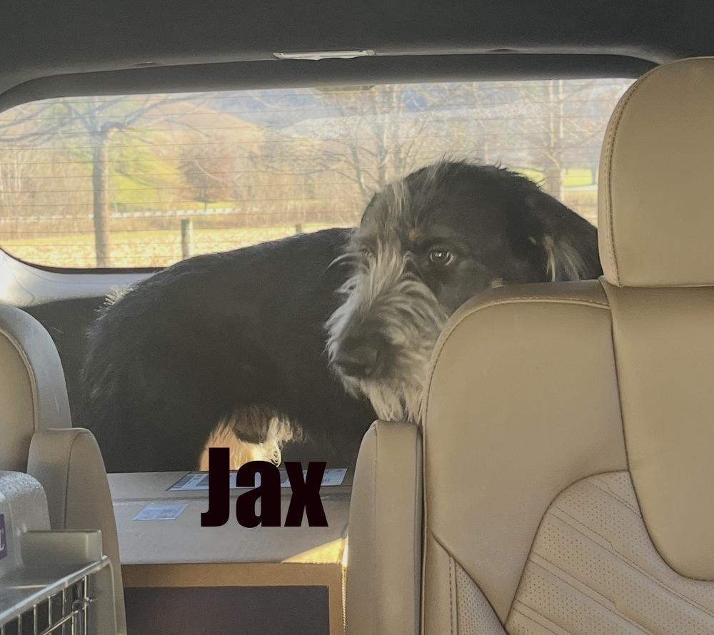 Enlarge Jax, a Adoptable mixed breed in Irwin, PA image 6/6