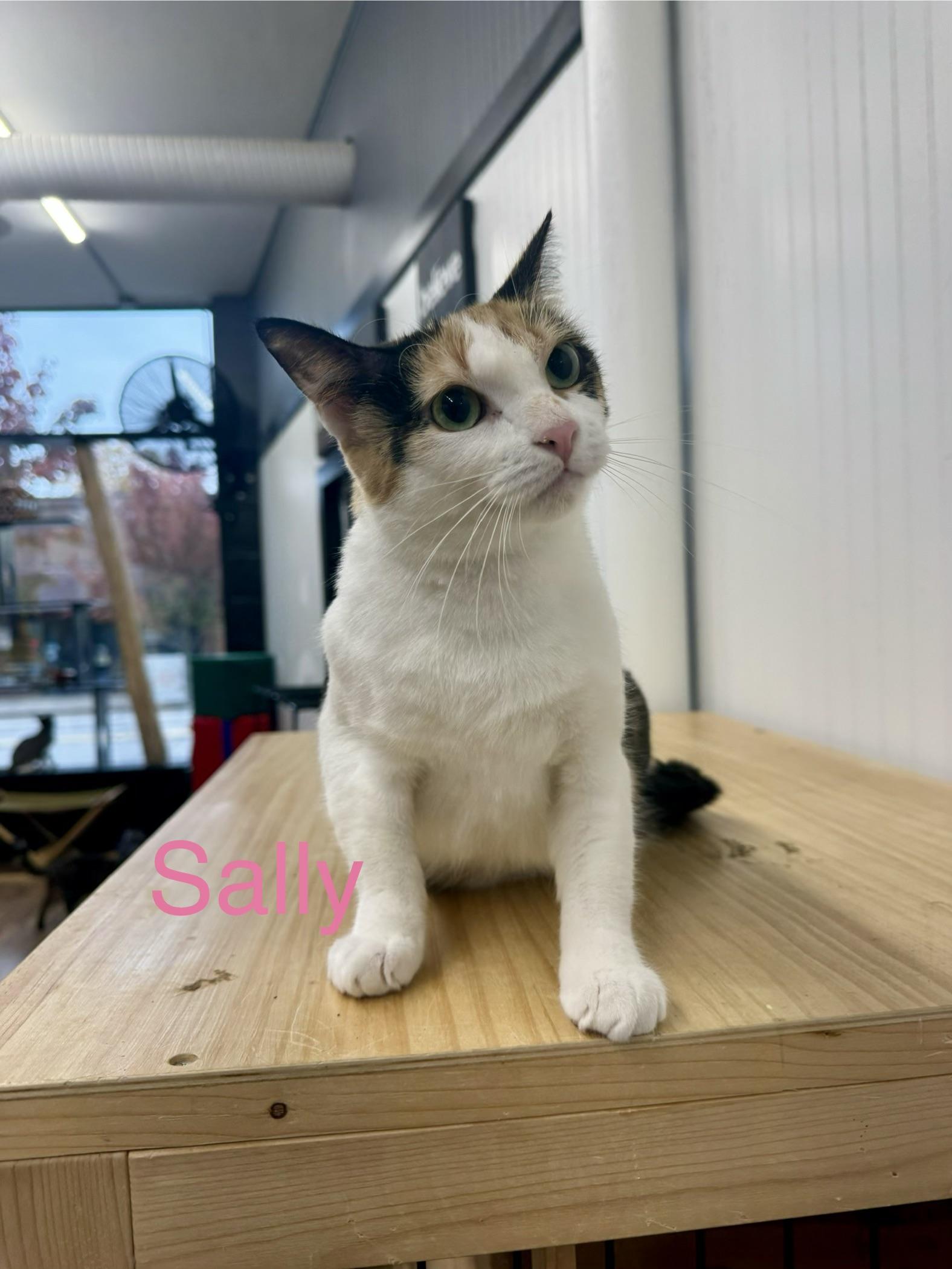 Sally, adoptable, Adult Female Domestic Short Hair.