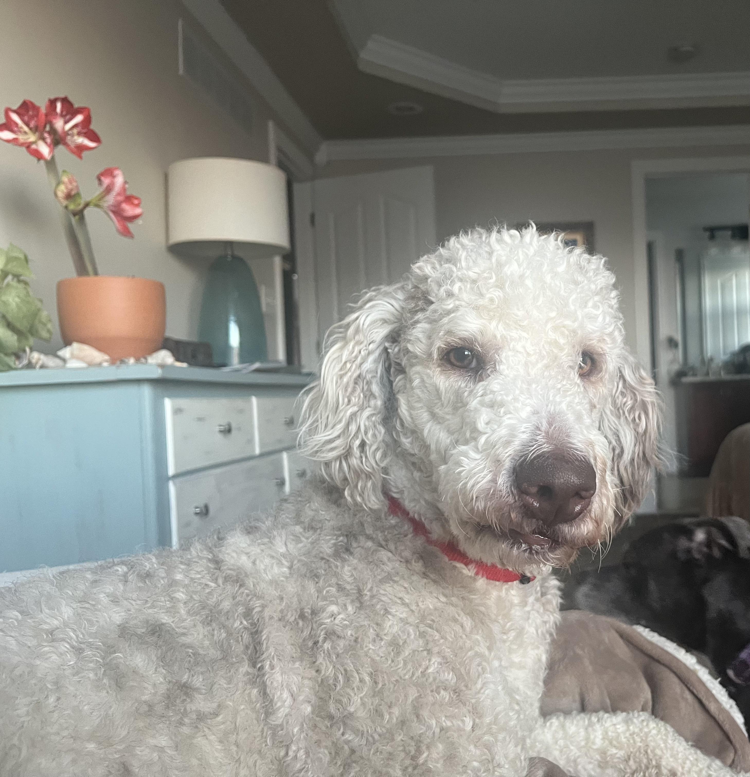 Ozzy, adopted, Young Male Goldendoodle.