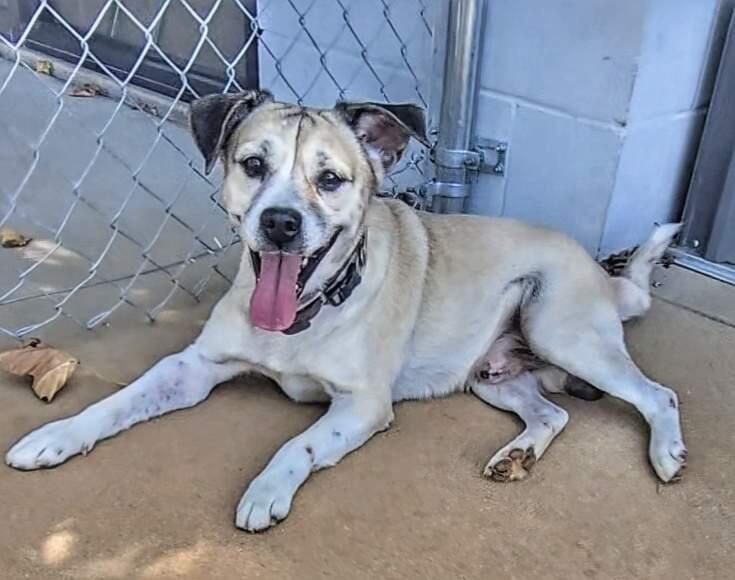 Adopt Abbott