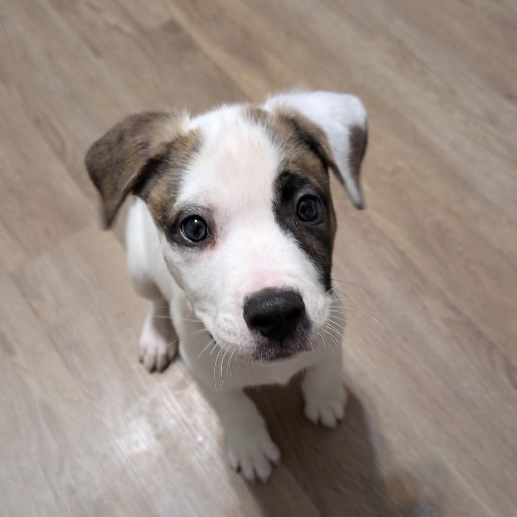 Germaine, Adoptable, Puppy Male Mixed Breed.