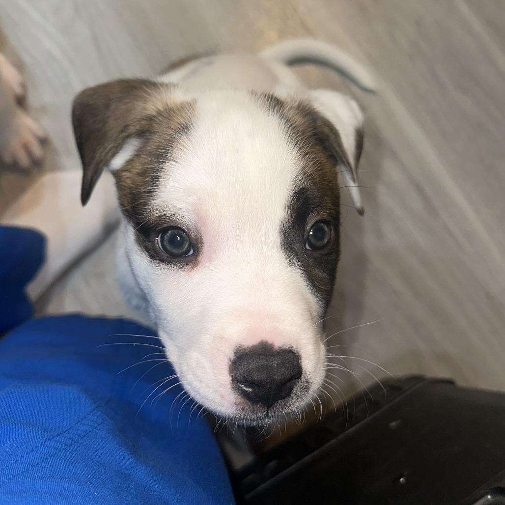 Germaine, Adoptable, Puppy Male Mixed Breed.