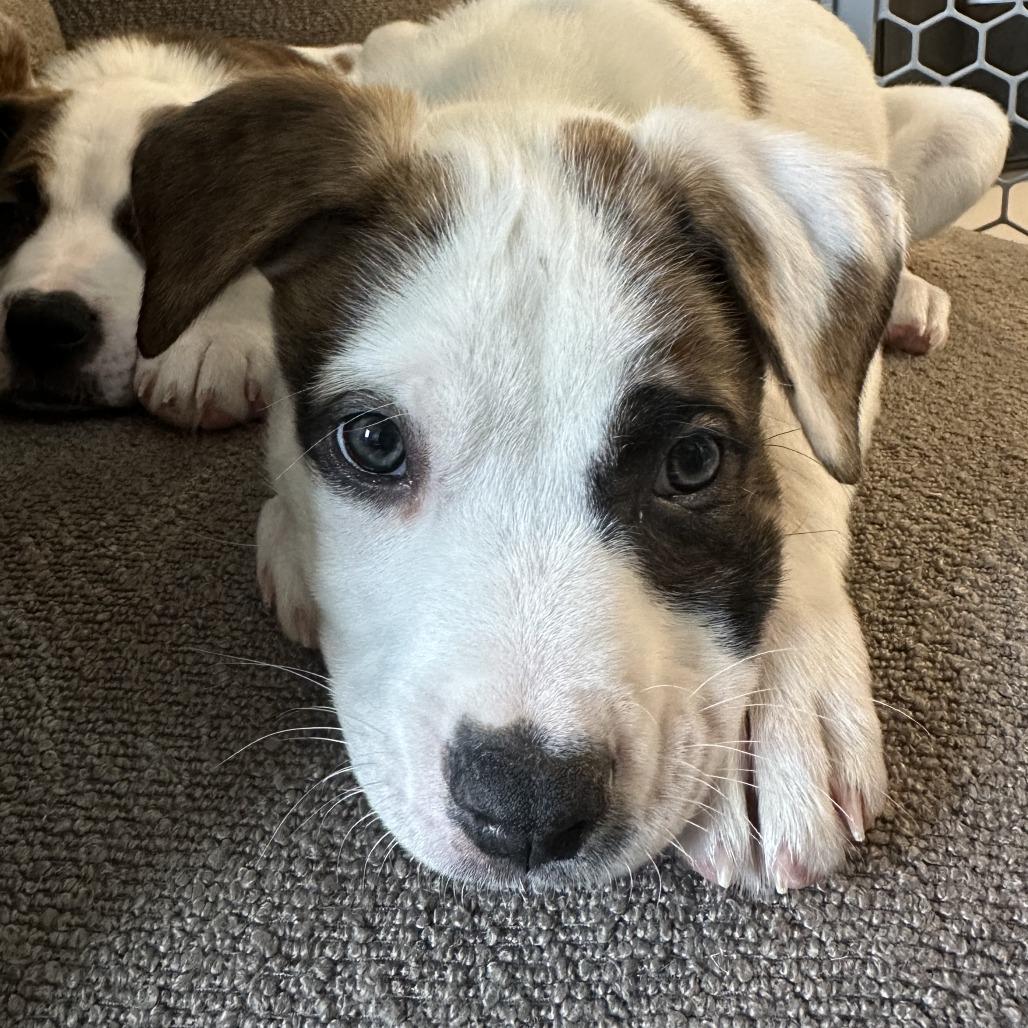 Germaine, a Adoptable Mixed Breed in Raleigh, NC image 3/6