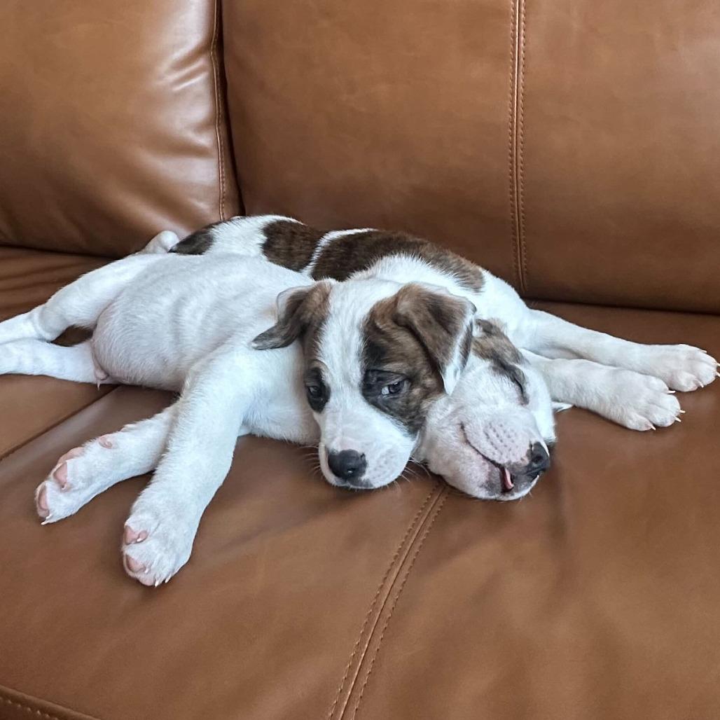 Germaine, a Adoptable Mixed Breed in Raleigh, NC image 4/6