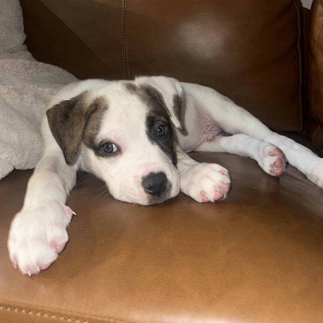 Germaine, a Adoptable Mixed Breed in Raleigh, NC image 6/6