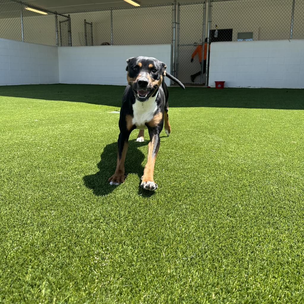 Enlarge Heidi, a Adoptable mixed breed in Birmingham , AL image 2/5