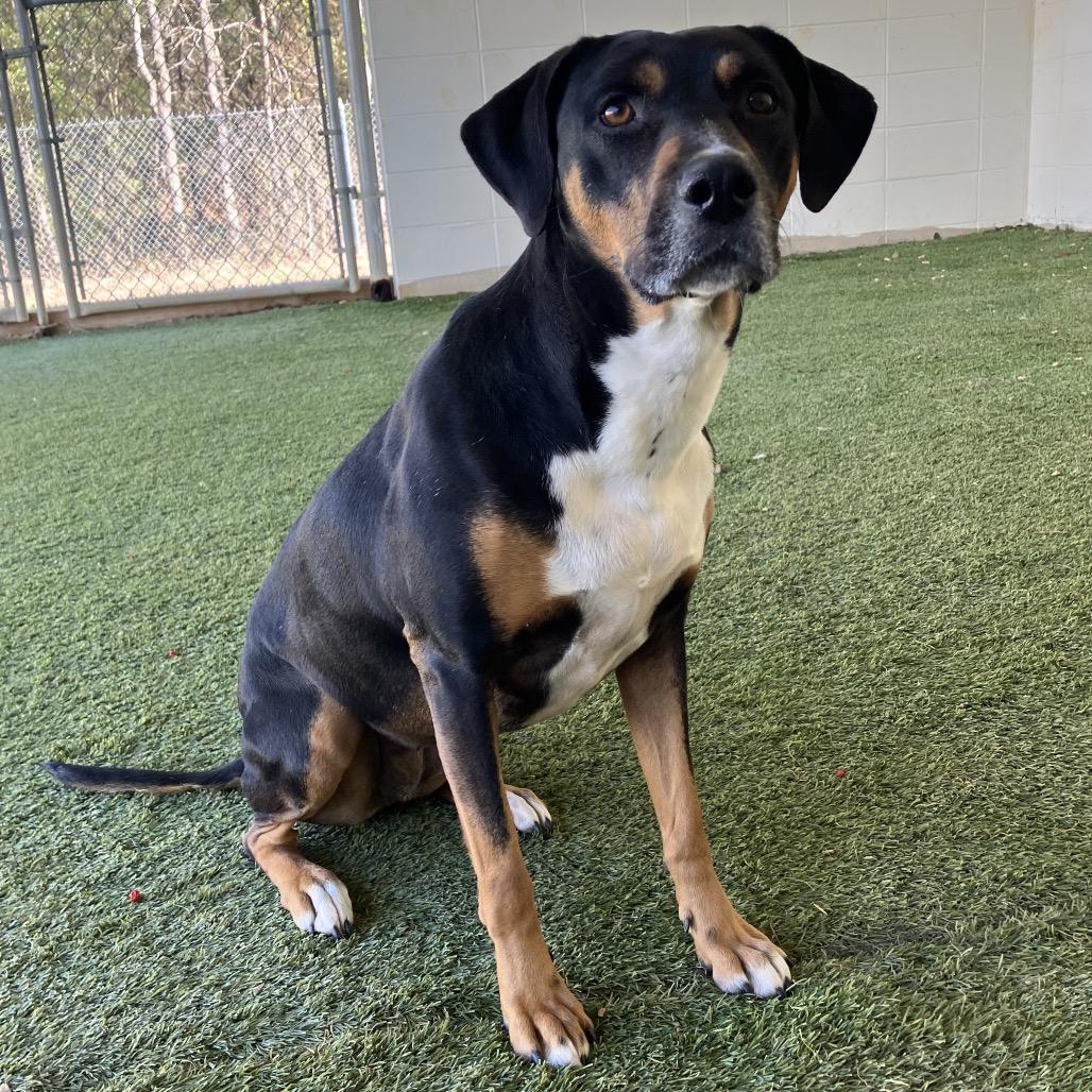 Enlarge Heidi, a Adoptable mixed breed in Birmingham , AL image 3/6