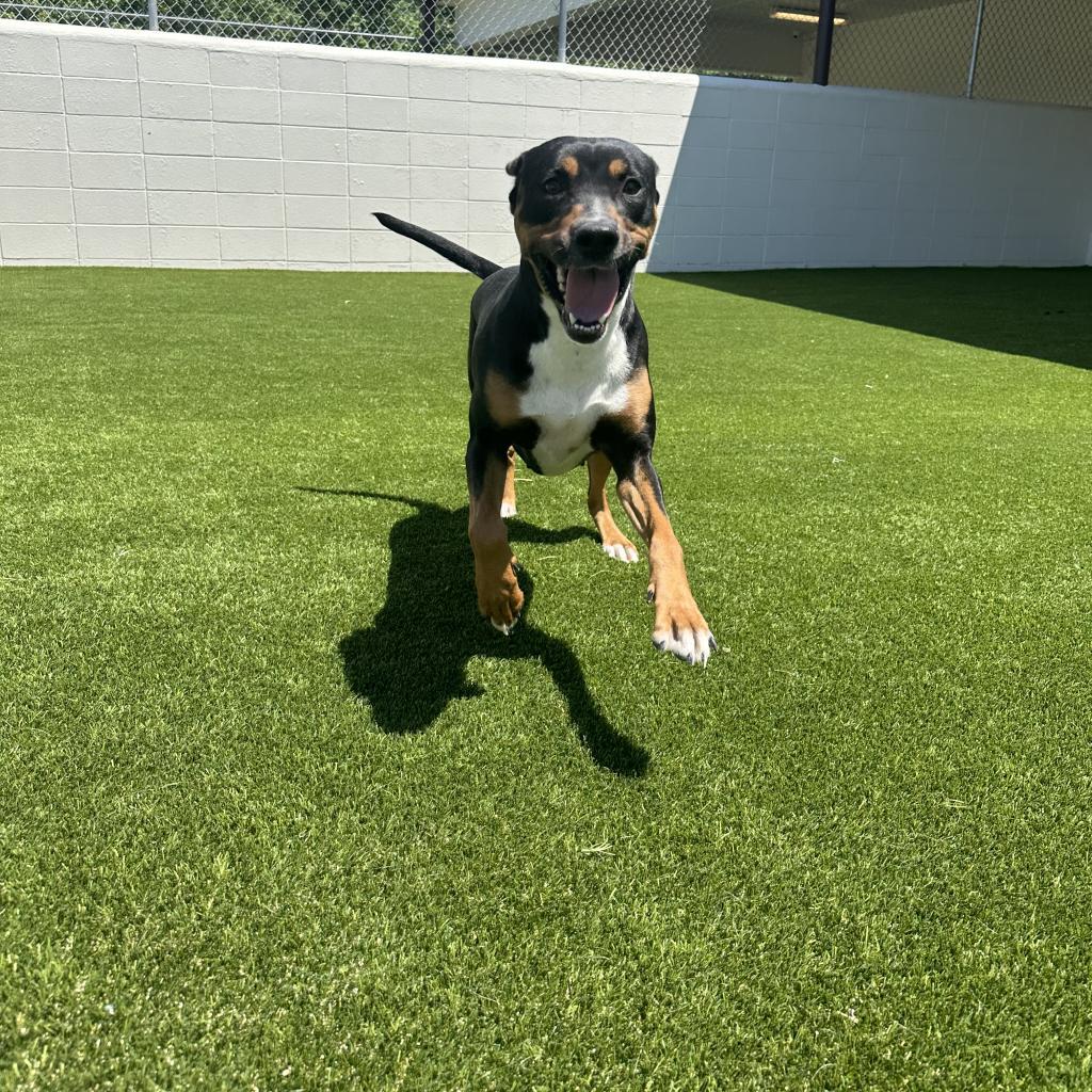 Enlarge Heidi, a Adoptable mixed breed in Birmingham , AL image 3/5