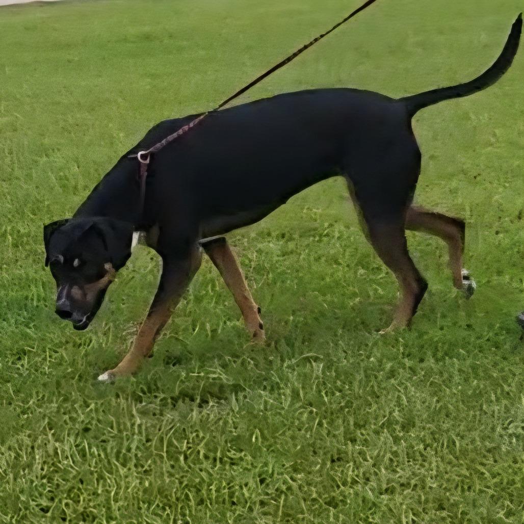 Enlarge Heidi, a Adoptable mixed breed in Birmingham , AL image 4/5