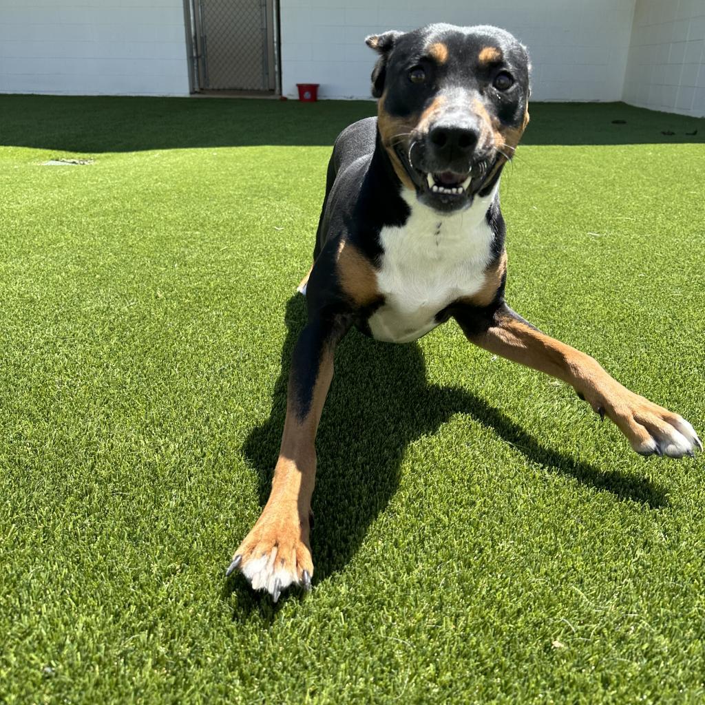 Enlarge Heidi, a Adoptable mixed breed in Birmingham , AL image 5/5