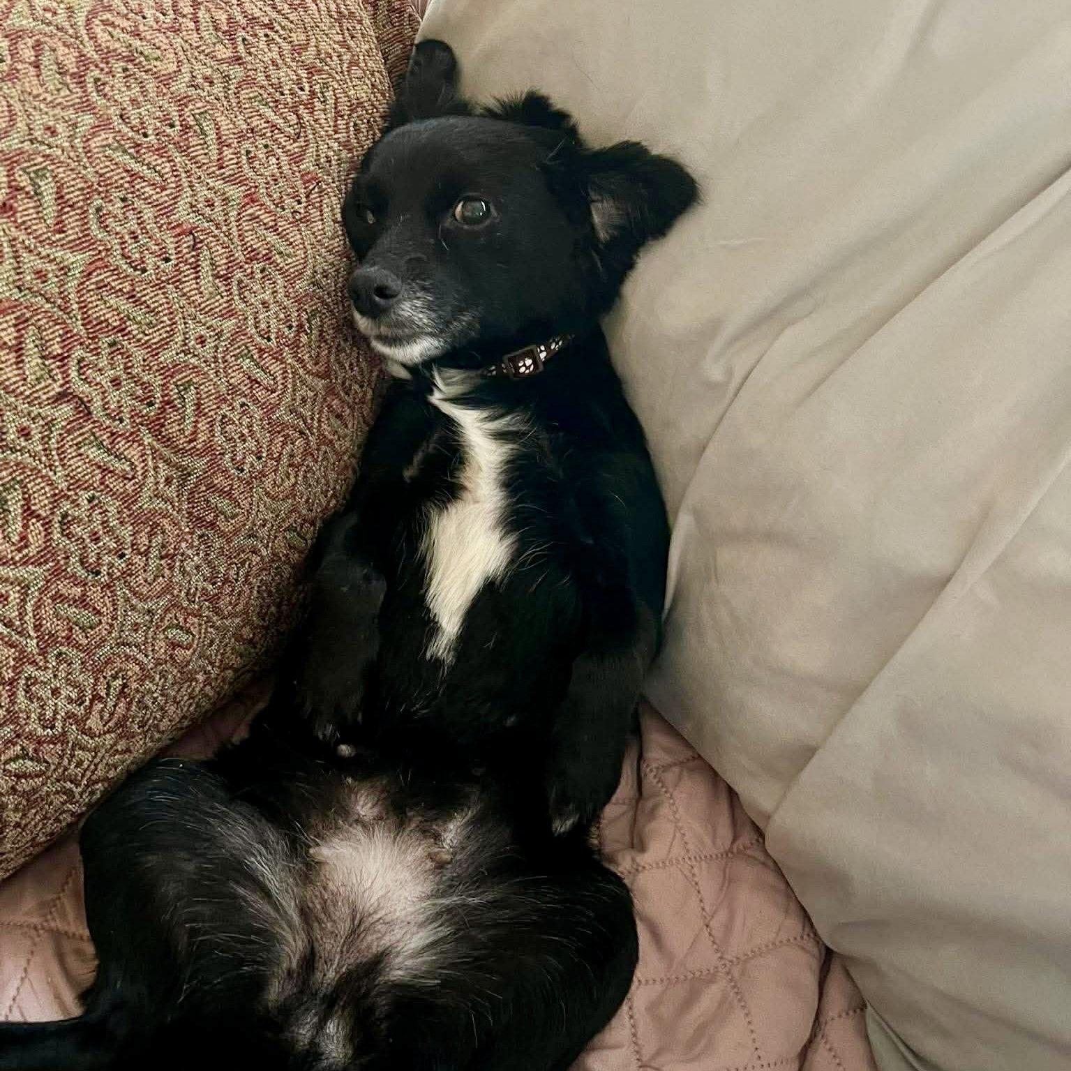 Enlarge Athena, a Adoptable Chihuahua in Cary, NC image 3/3