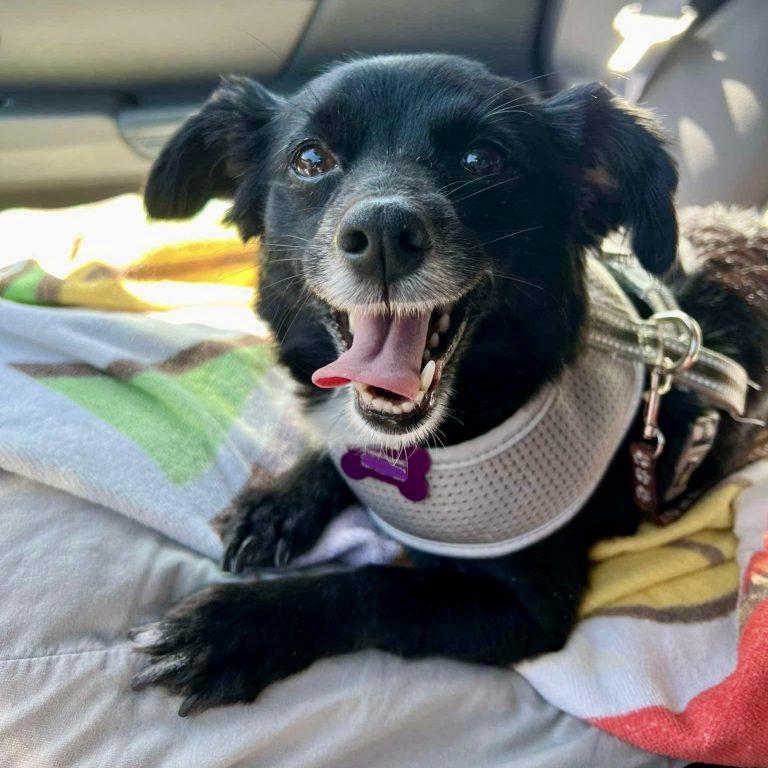 Athena, Adoptable, Senior Female Chihuahua.