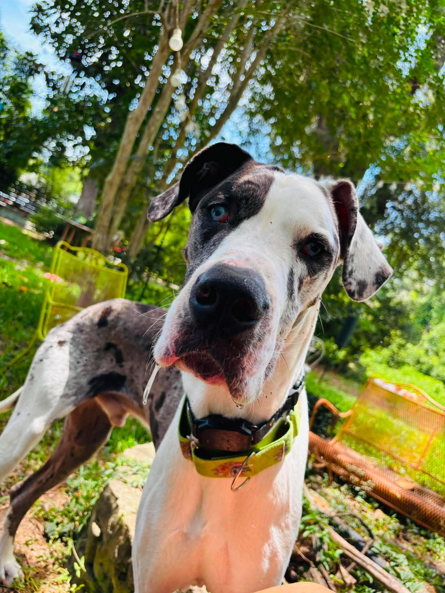 Phantom aka Blue, adopted, Adult Male Great Dane.