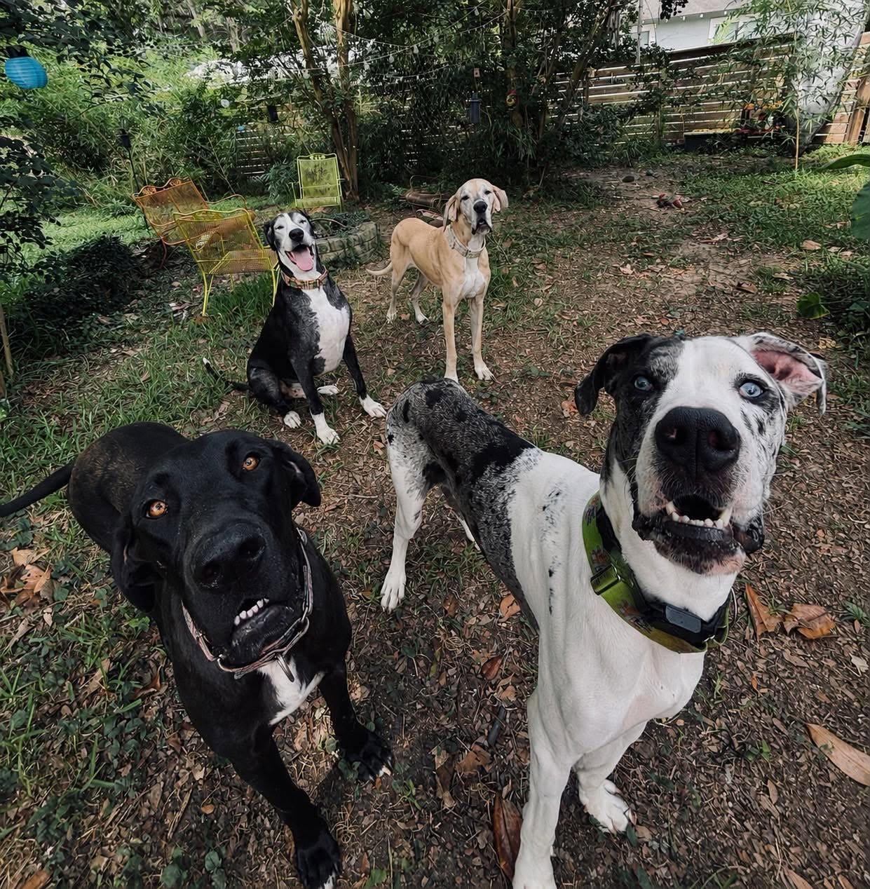 Enlarge Phantom aka Blue, an adopted Great Dane in Pensacola, FL image 3/4