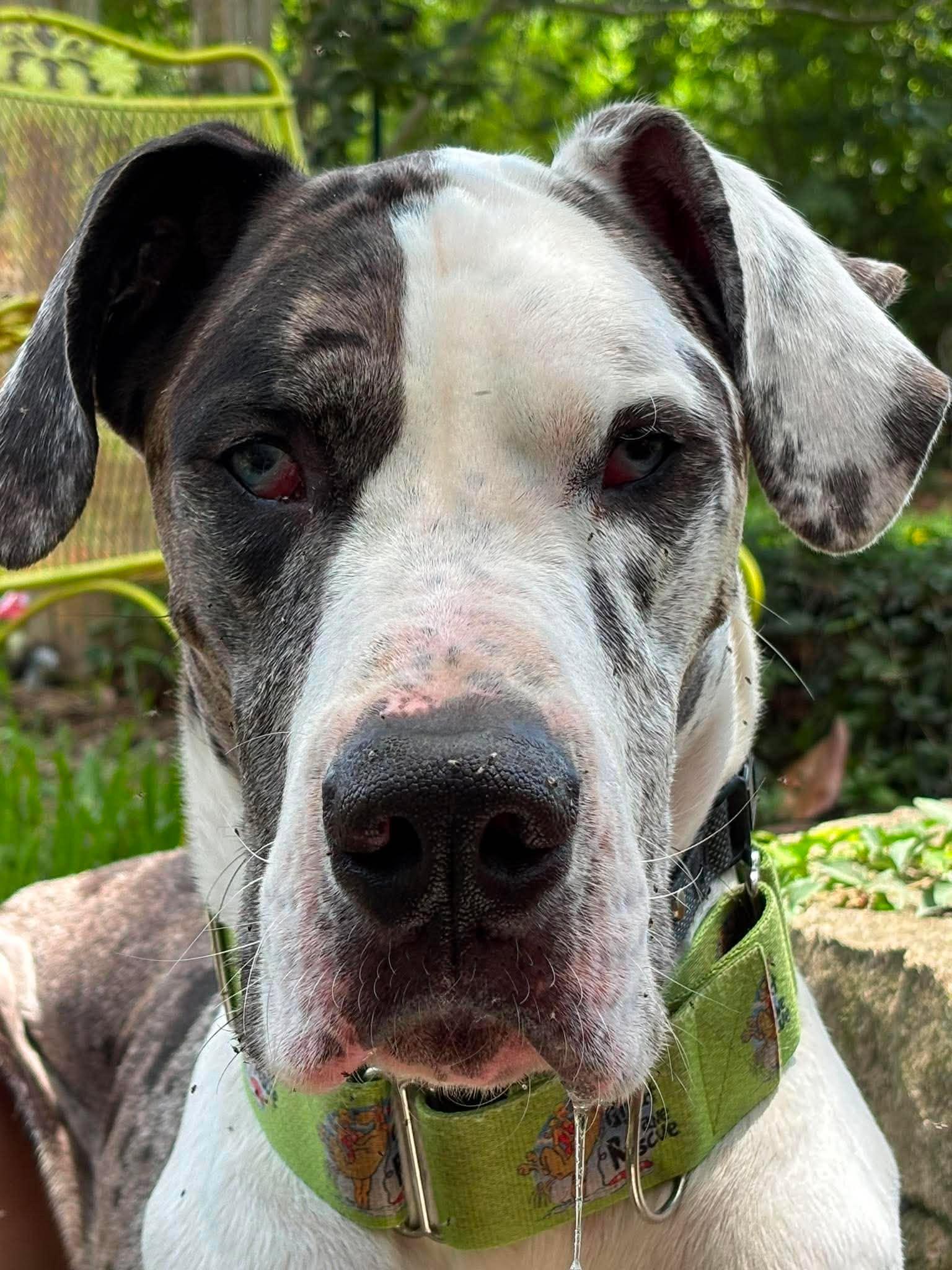 Enlarge Phantom aka Blue, an adopted Great Dane in Pensacola, FL image 2/4