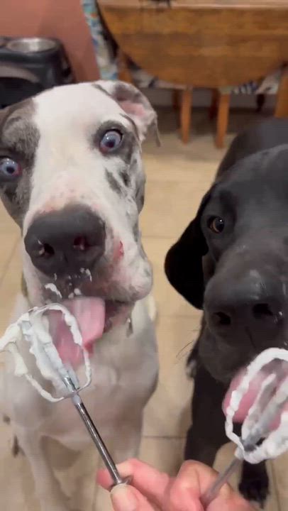 Enlarge Phantom aka Blue, an adopted Great Dane in Pensacola, FL video 4/4