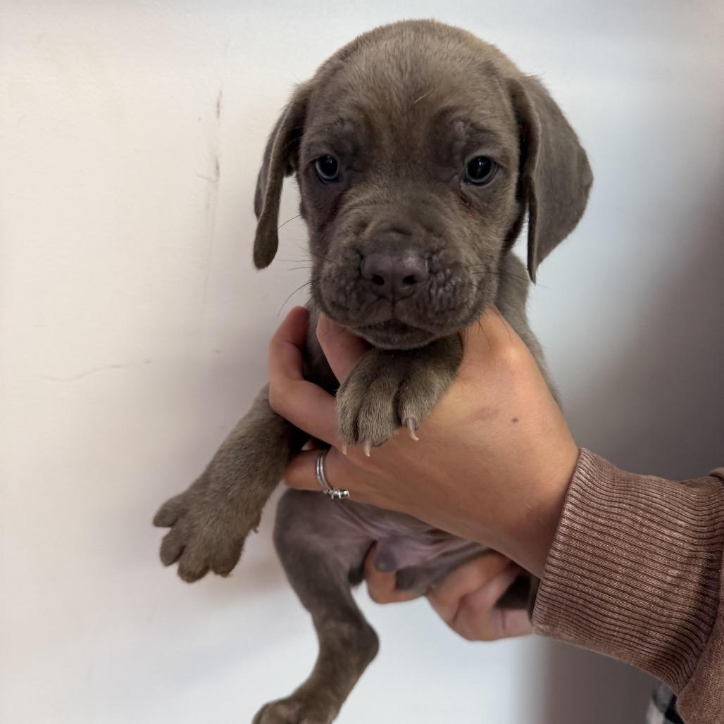 Crinkle Cookie thumbnail 2