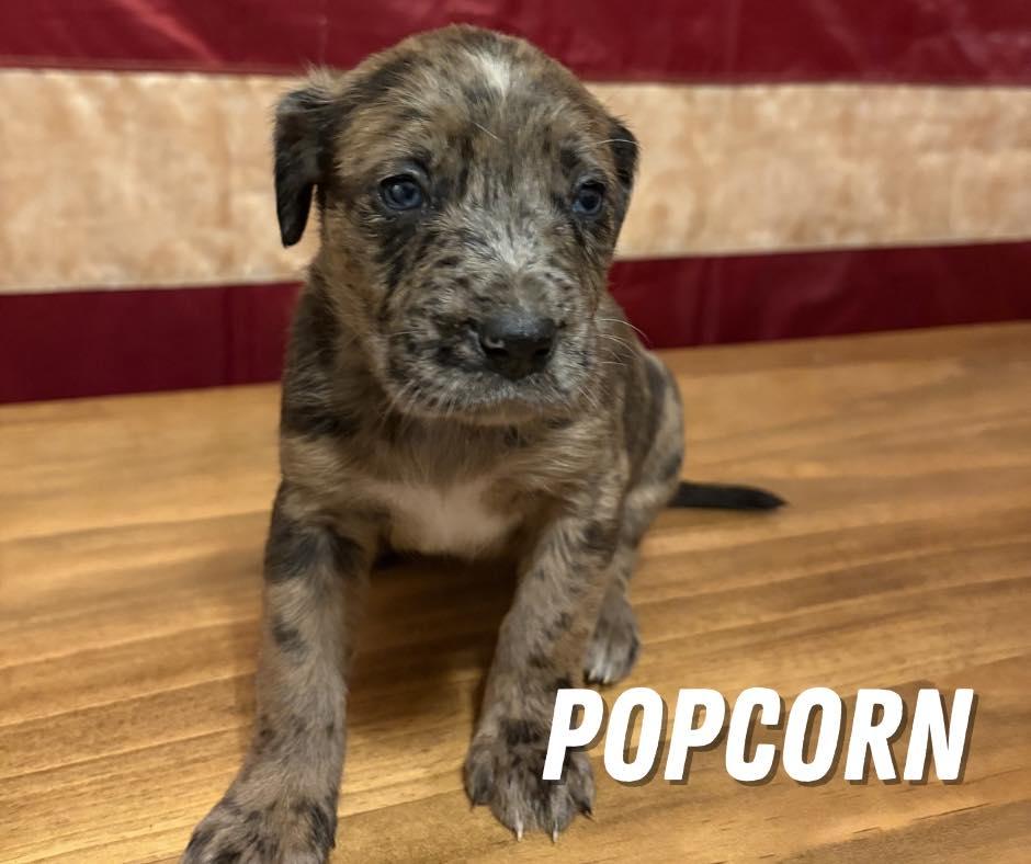Popcorn, ADOPTABLE, Puppy Female Mixed Breed.