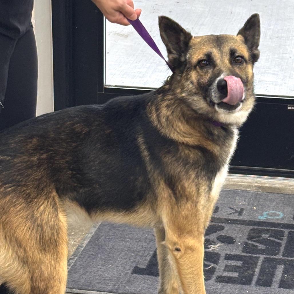 RayRay, Adoptable, Adult Male German Shepherd Dog.
