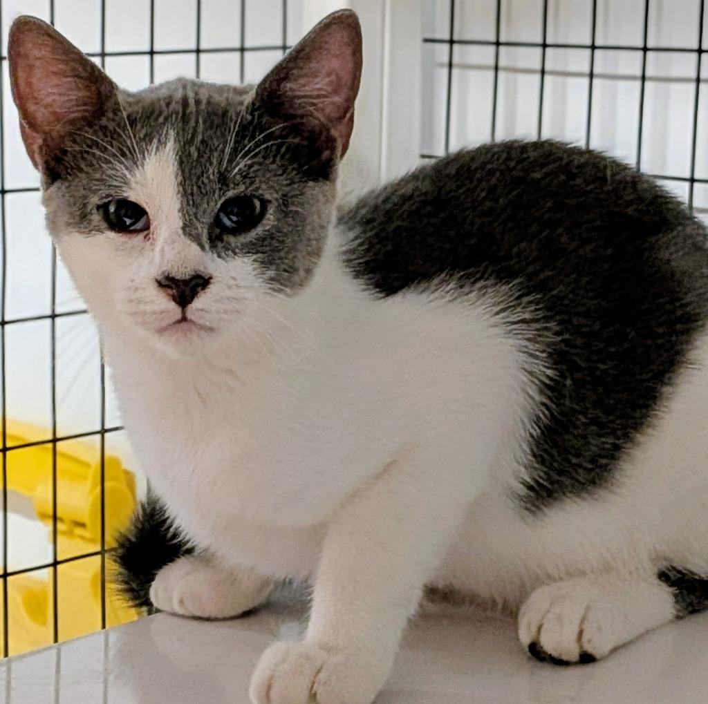 Pete, Adoptable, Kitten Male Domestic Short Hair.