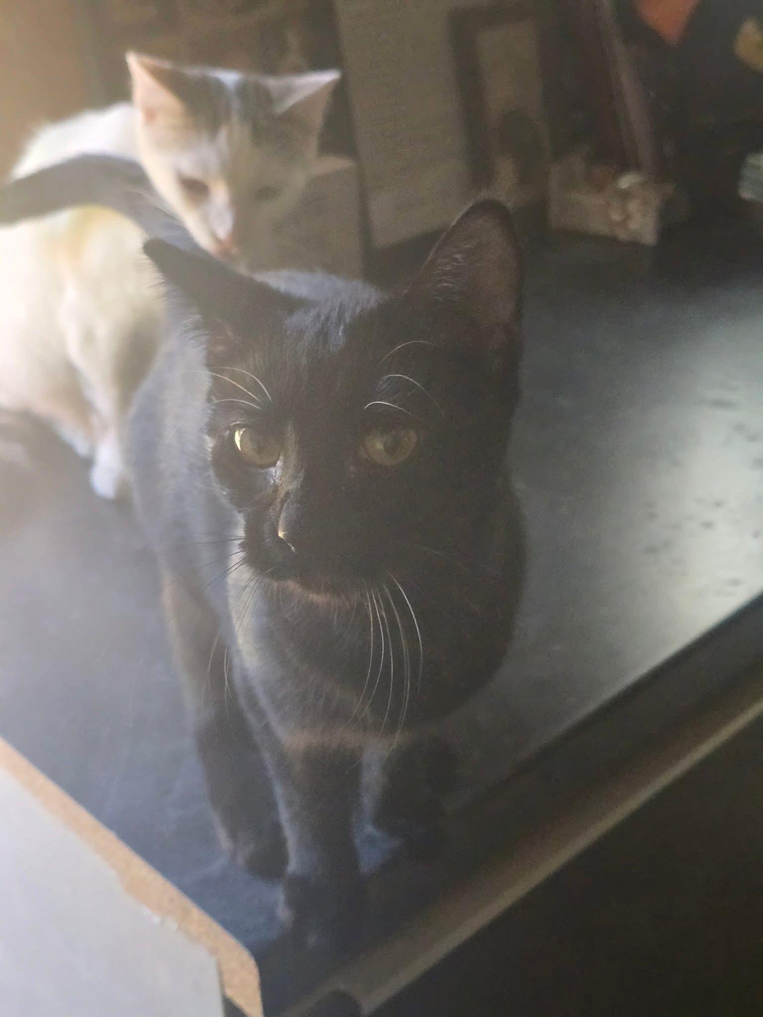 Enlarge Stevie, a Adoptable Domestic Short Hair in French Village, MO image 1/1