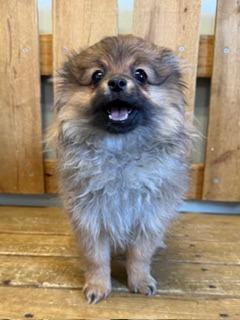 Ellie Faith, Adoptable, Puppy Female Pomeranian.