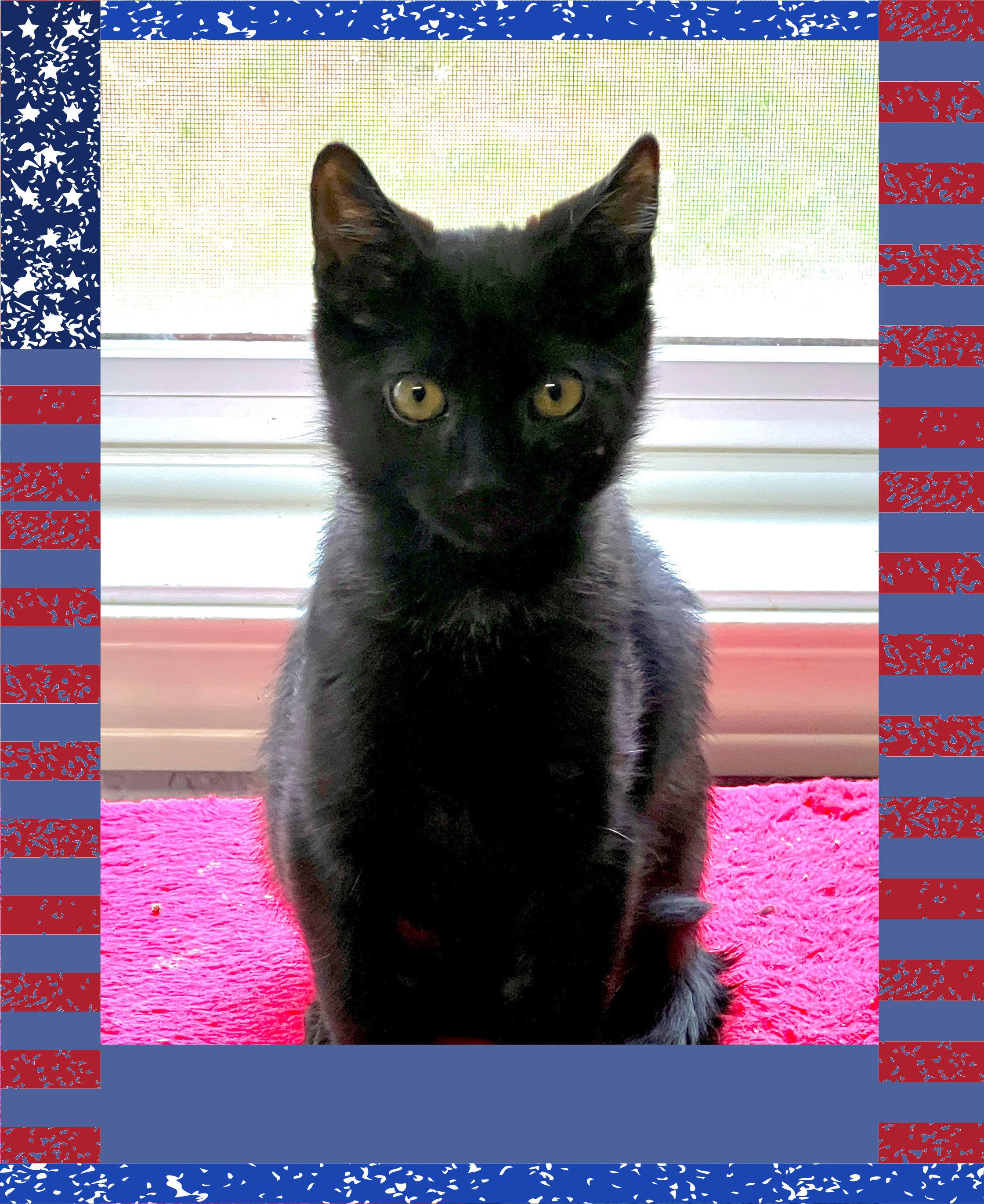 Riot, an adoptable Domestic Short Hair in Pasco, WA, 99301 | Photo Image 2