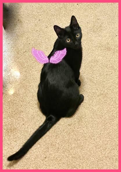 Riot, an adoptable Domestic Short Hair in Pasco, WA, 99301 | Photo Image 1