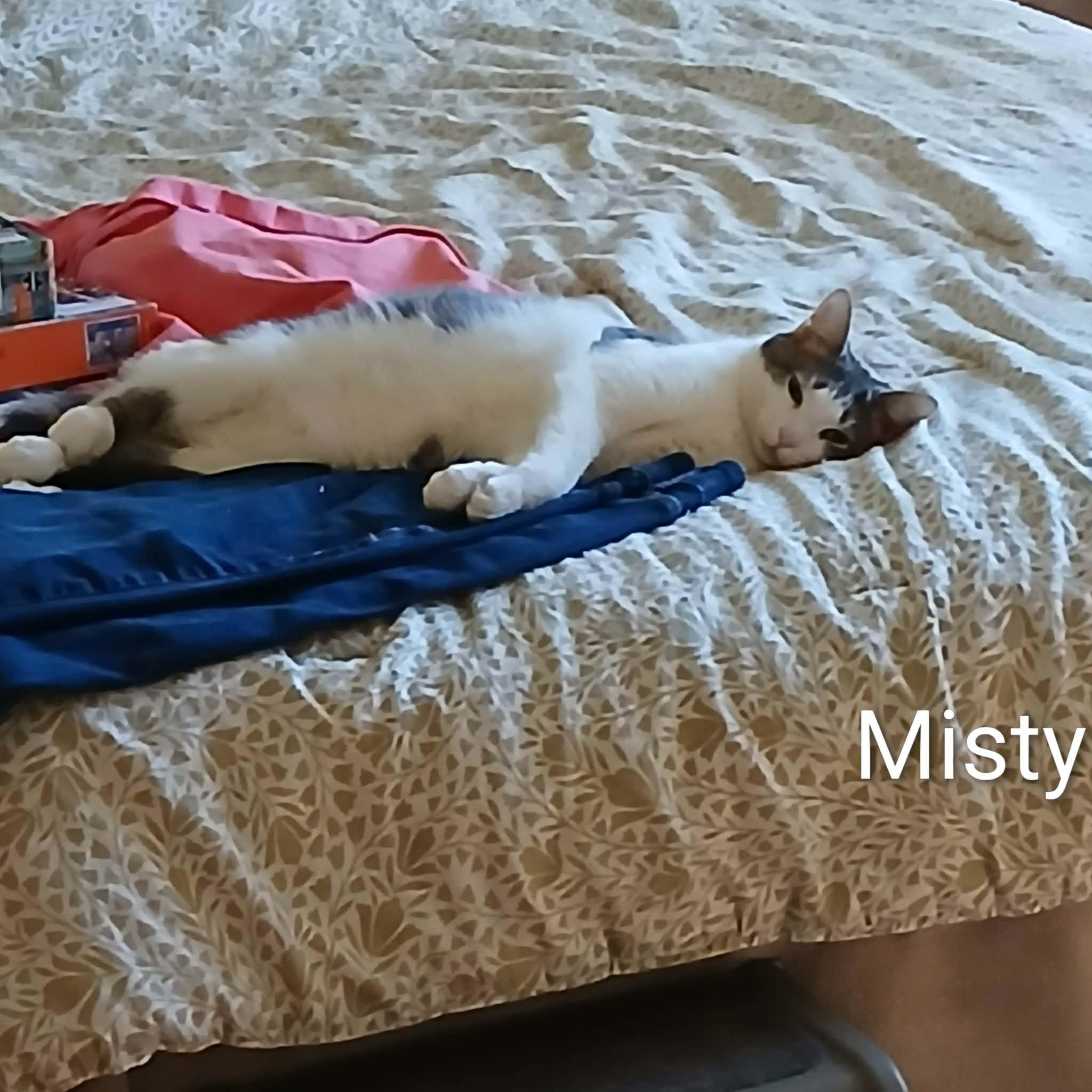 Misty, an adopted Domestic Short Hair in Ludington, MI image 2/3