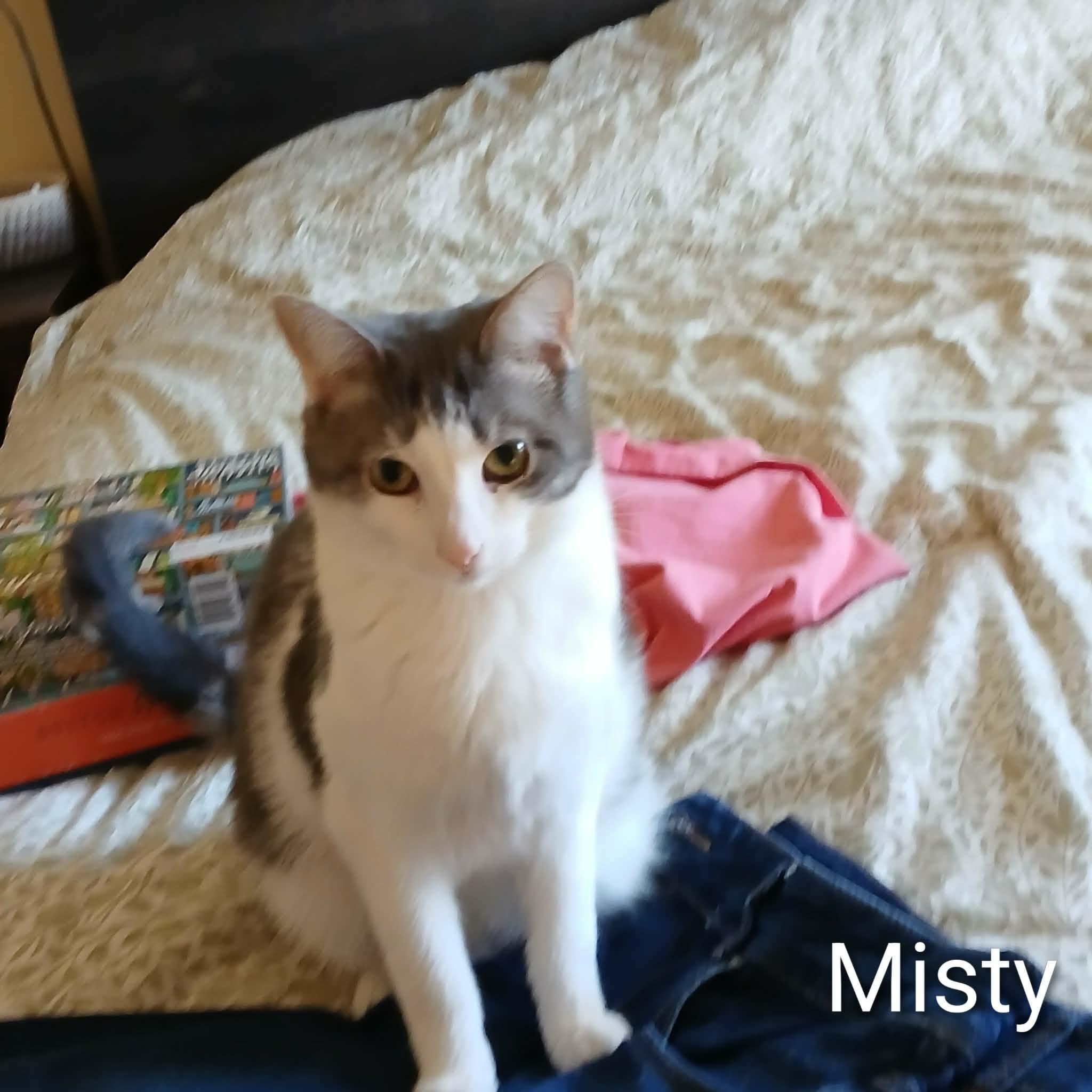 Misty, an adopted Domestic Short Hair in Ludington, MI image 3/3