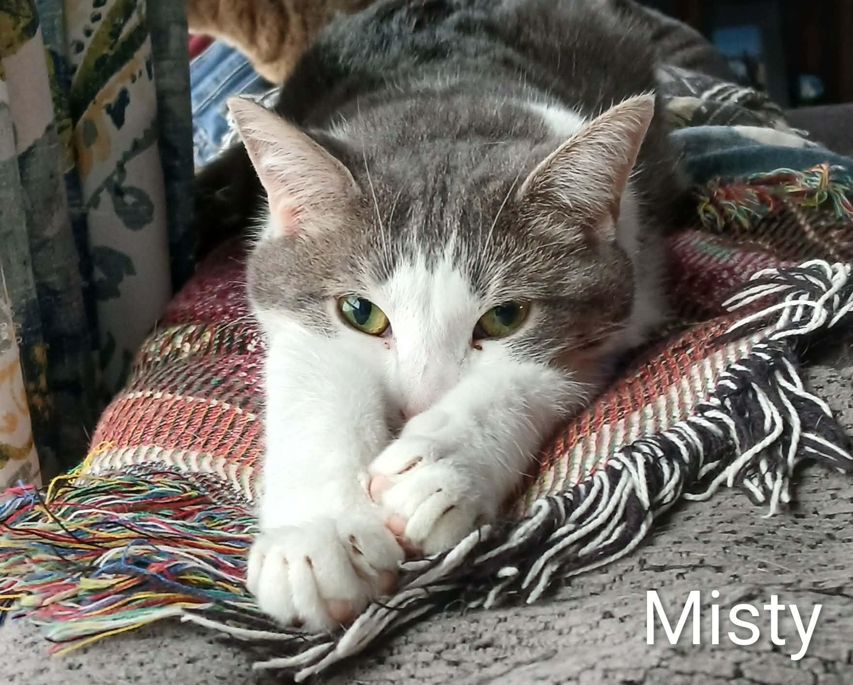 Misty, adopted, Adult Female Domestic Short Hair.