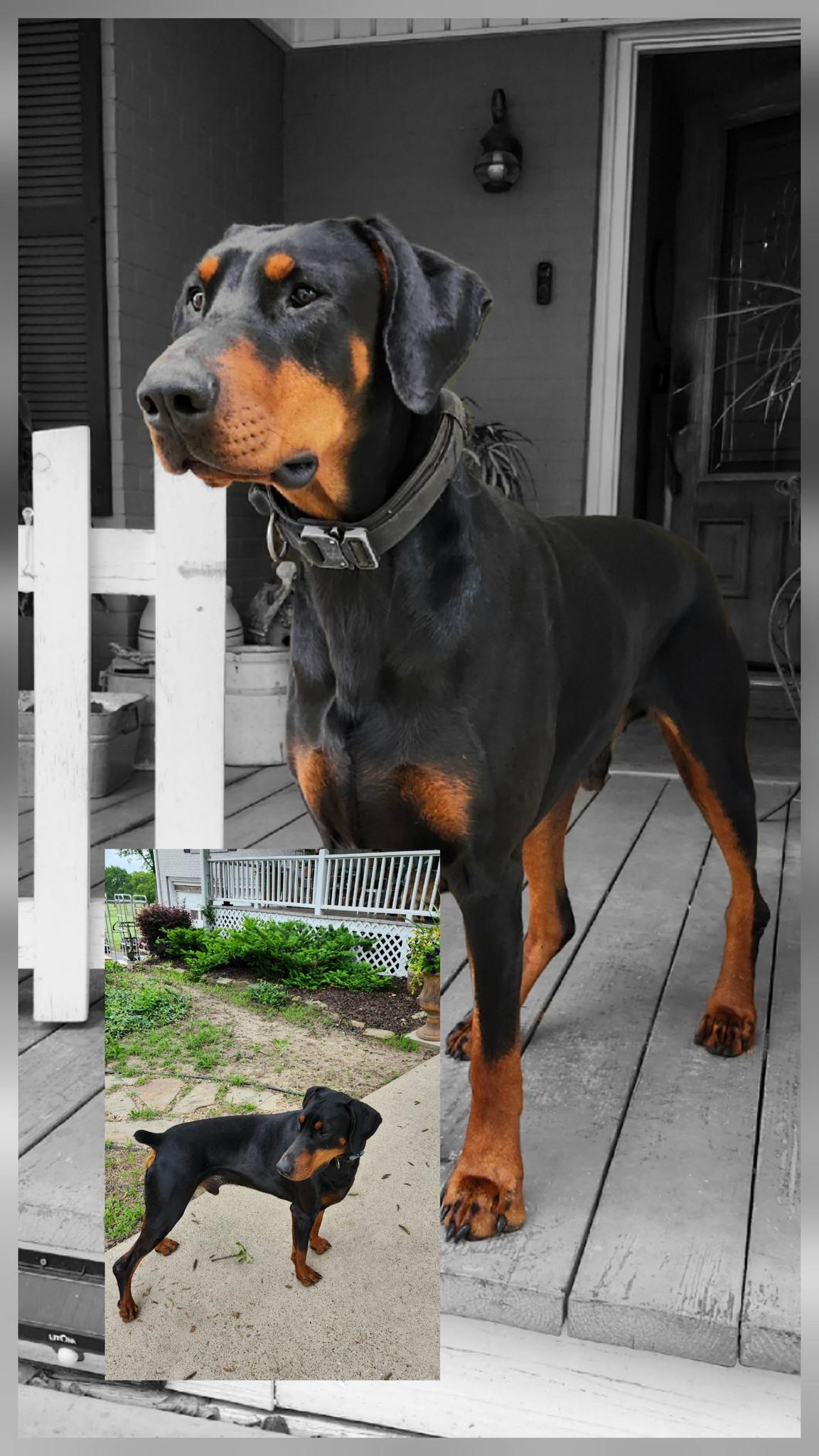 Enlarge Romeo, a ADOPTABLE Doberman Pinscher in Benbrook, TX image 1/1