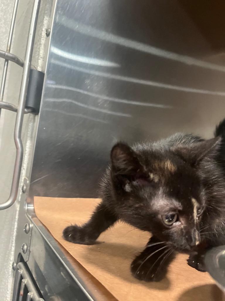 Malachi, Adoptable, Kitten Female Domestic Short Hair.