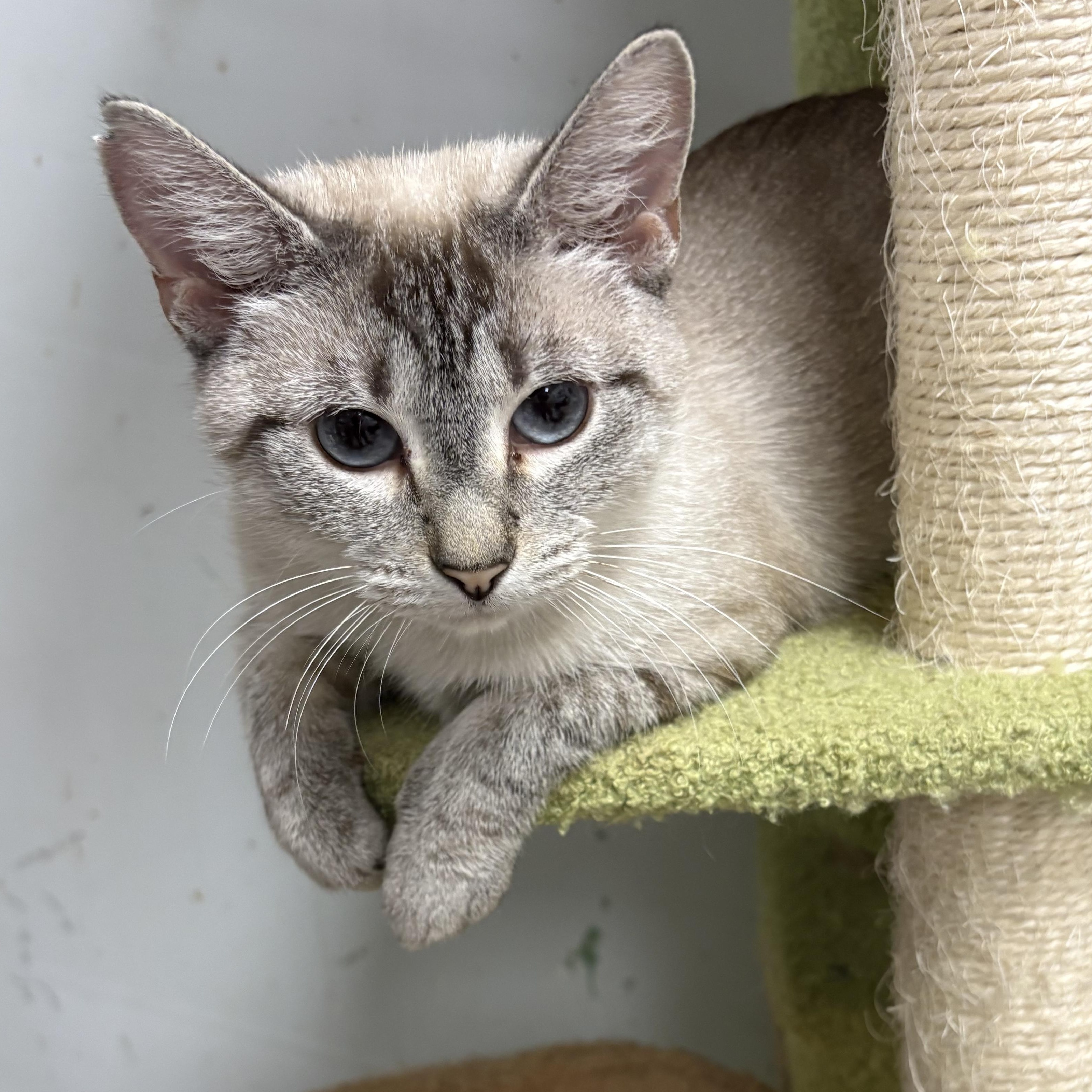 Enlarge Lola, a Adopted Siamese in Wayne , NJ image 1/4