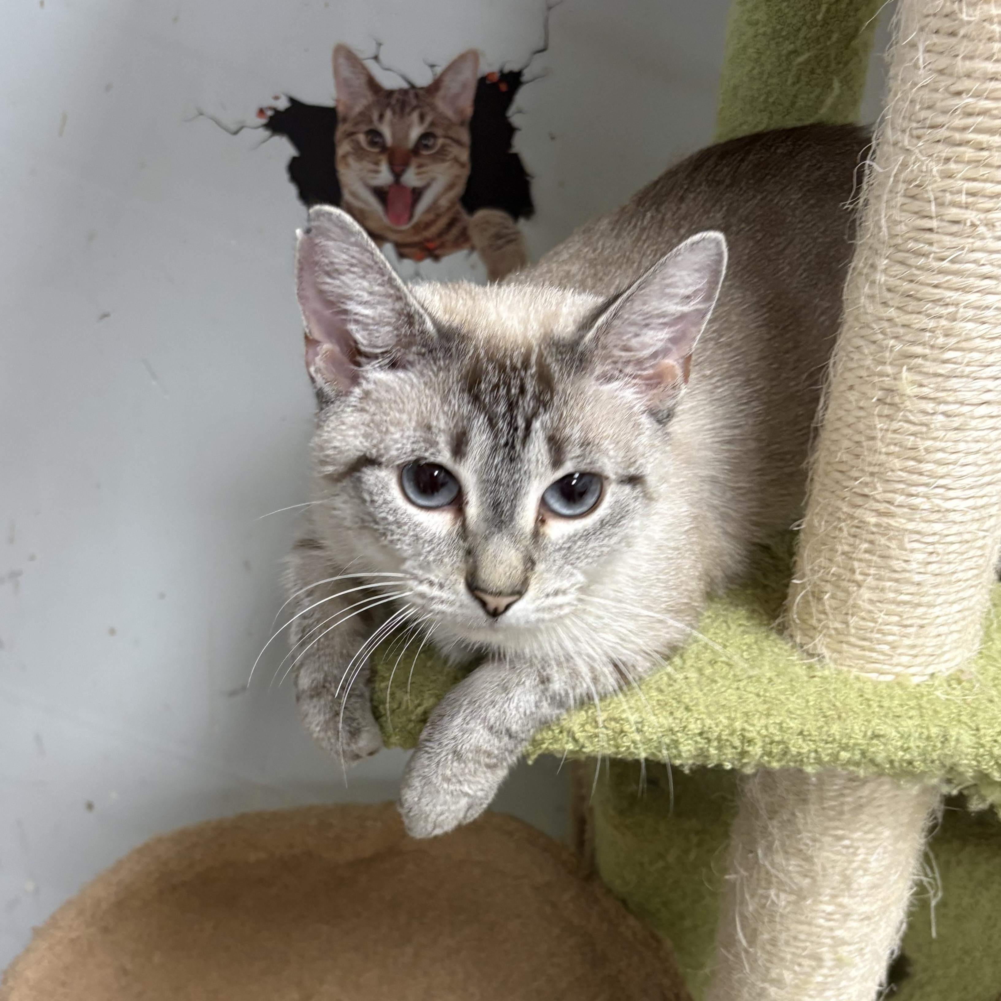 Enlarge Lola, a Adopted Siamese in Wayne , NJ image 4/4