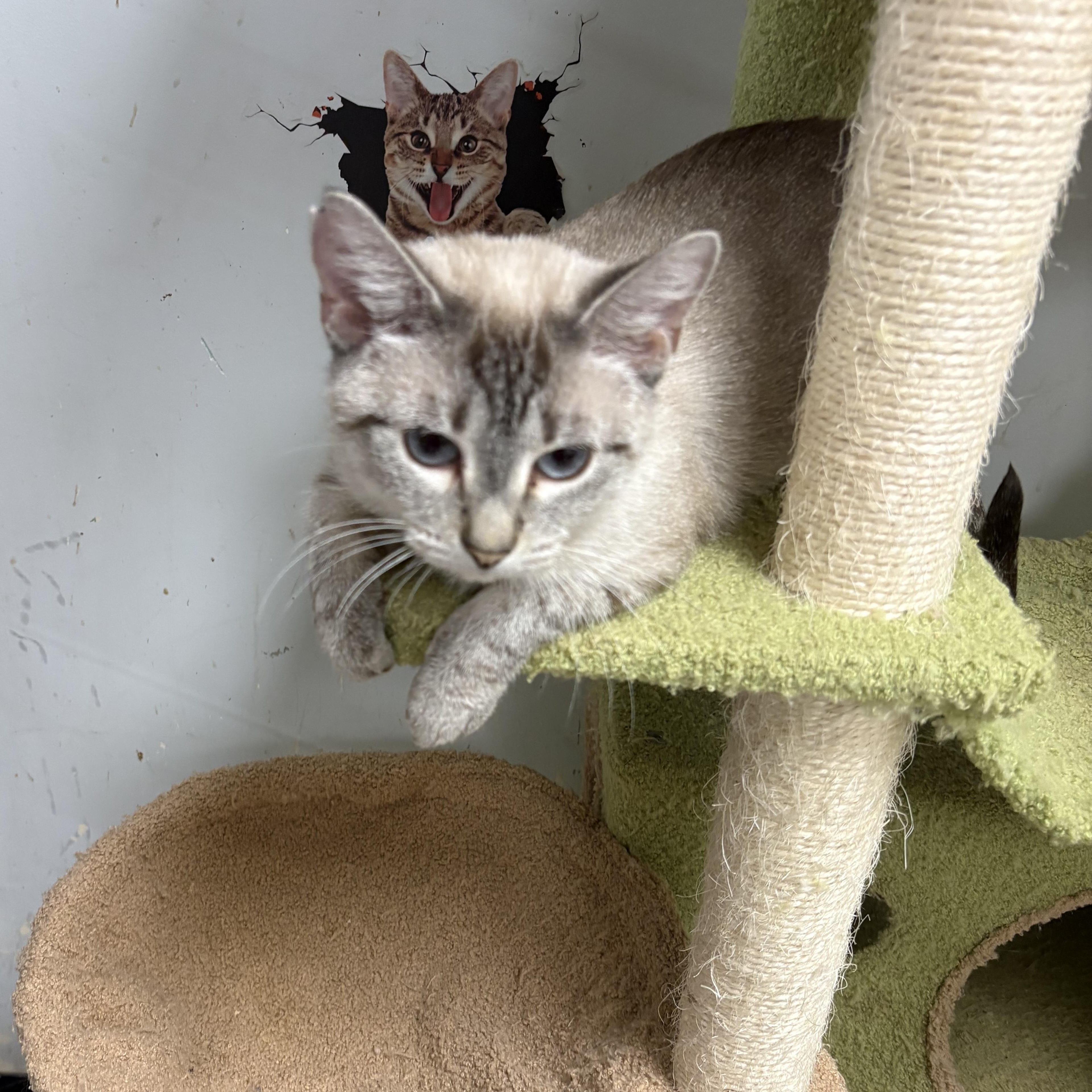 Enlarge Lola, a Adopted Siamese in Wayne , NJ image 3/4