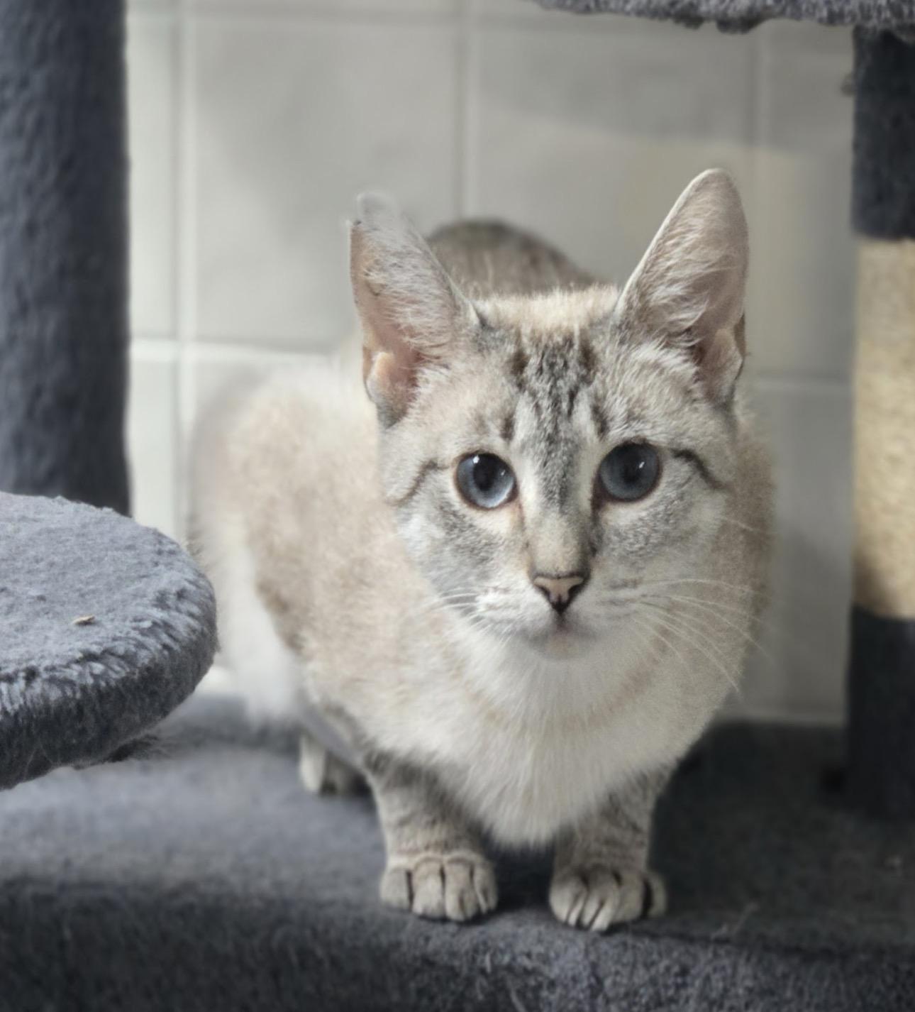 Enlarge Lola, a Adopted Siamese in Wayne , NJ image 2/4