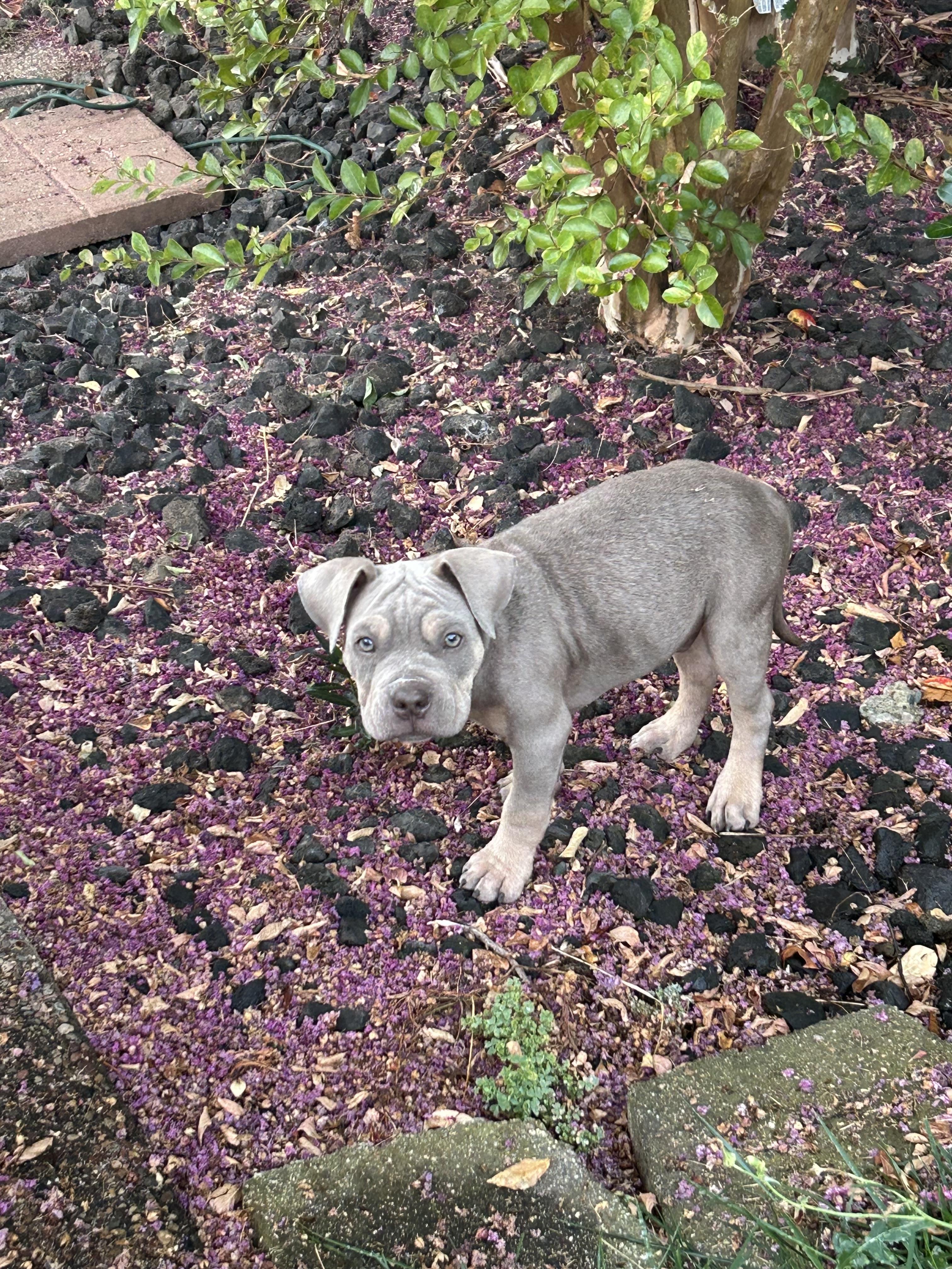 Enlarge Bill, a Adopted American Bully in Lincoln, CA image 5/5