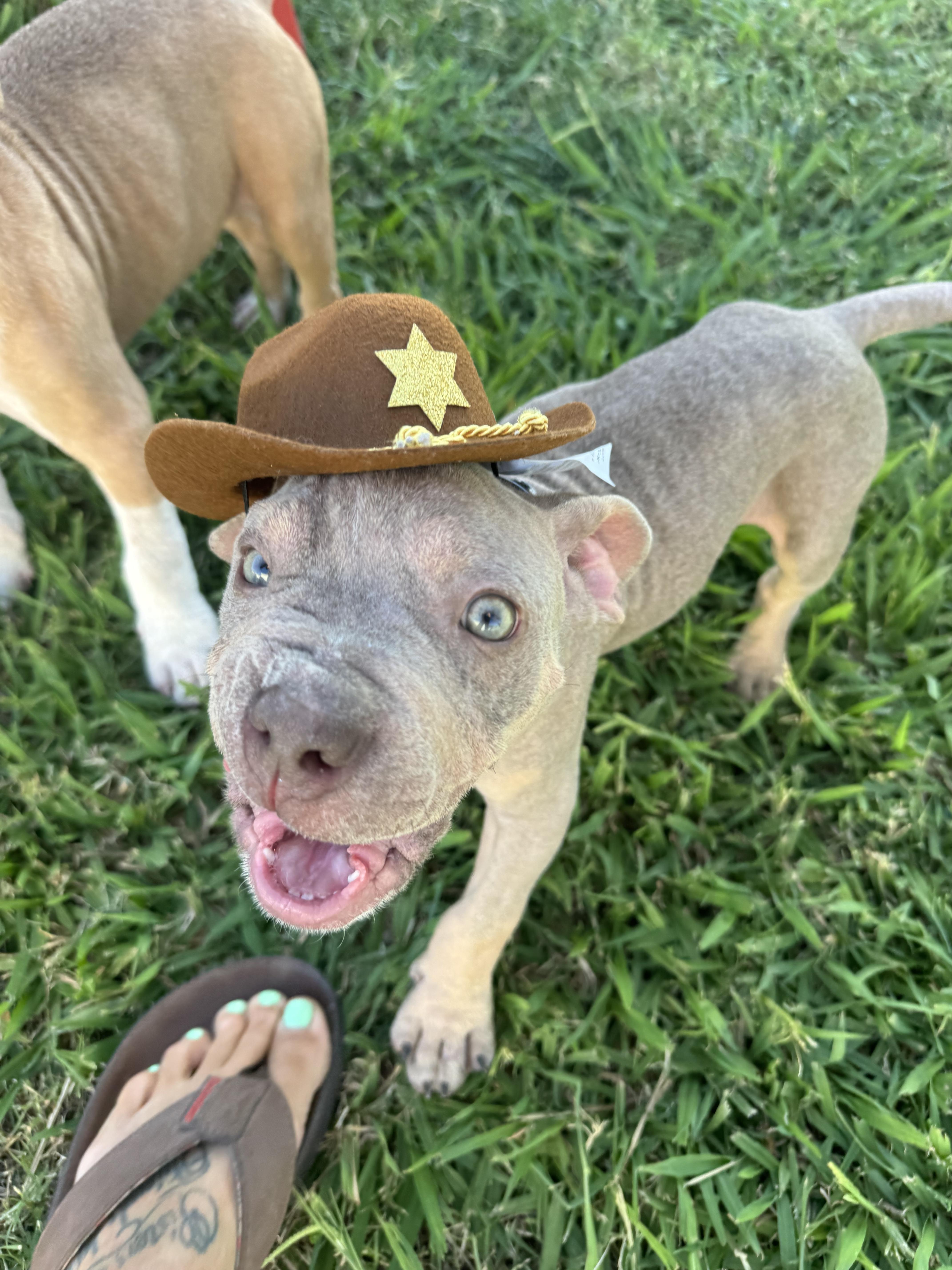 Enlarge Bill, a Adopted American Bully in Lincoln, CA image 2/5