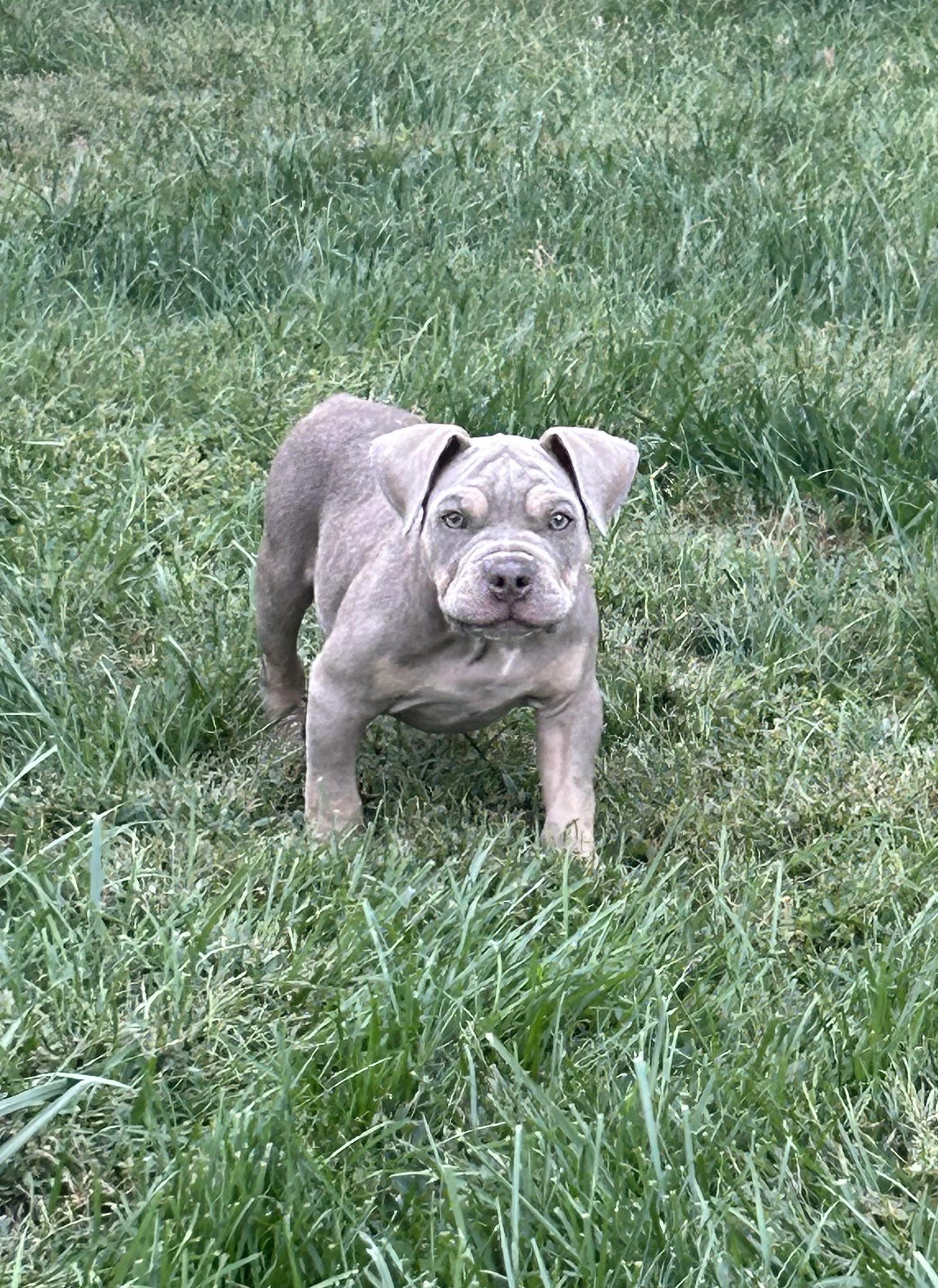 Bill, Adopted, Puppy Male American Bully.
