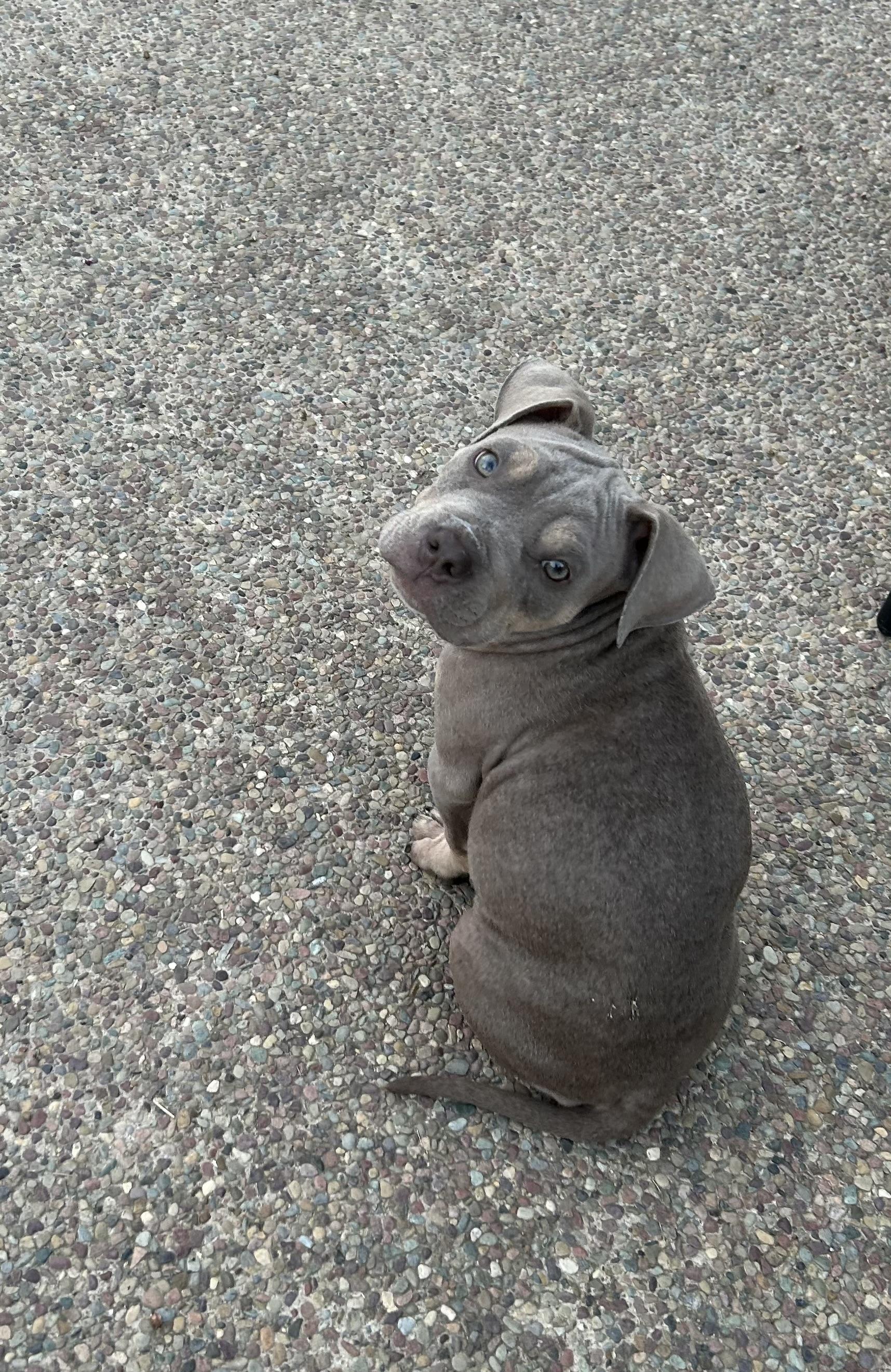 Enlarge Bill, a Adopted American Bully in Lincoln, CA image 4/5
