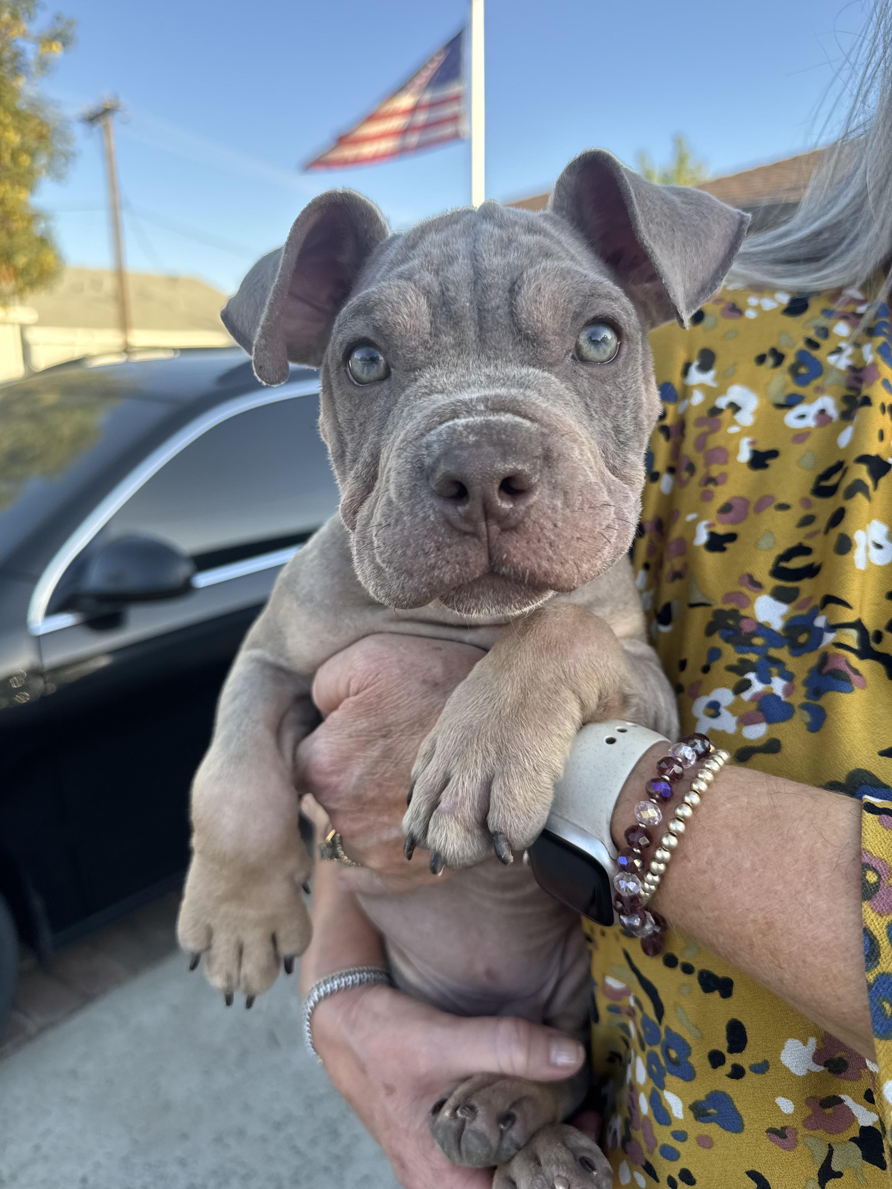 Enlarge Bill, a Adopted American Bully in Lincoln, CA image 3/5