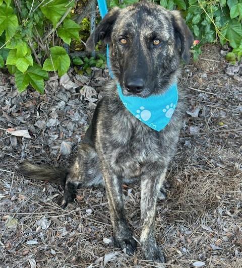 FREDDY, a ADOPTABLE mixed breed in Bell Gardens, CA image 1/6