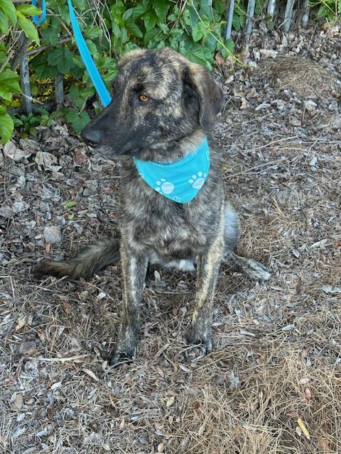 FREDDY, a ADOPTABLE mixed breed in Bell Gardens, CA image 5/6