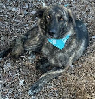 FREDDY, a ADOPTABLE mixed breed in Bell Gardens, CA image 4/6