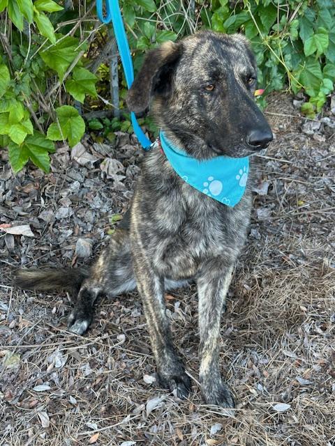 FREDDY, a ADOPTABLE mixed breed in Bell Gardens, CA image 3/6