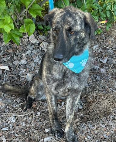 FREDDY, a ADOPTABLE mixed breed in Bell Gardens, CA image 6/6
