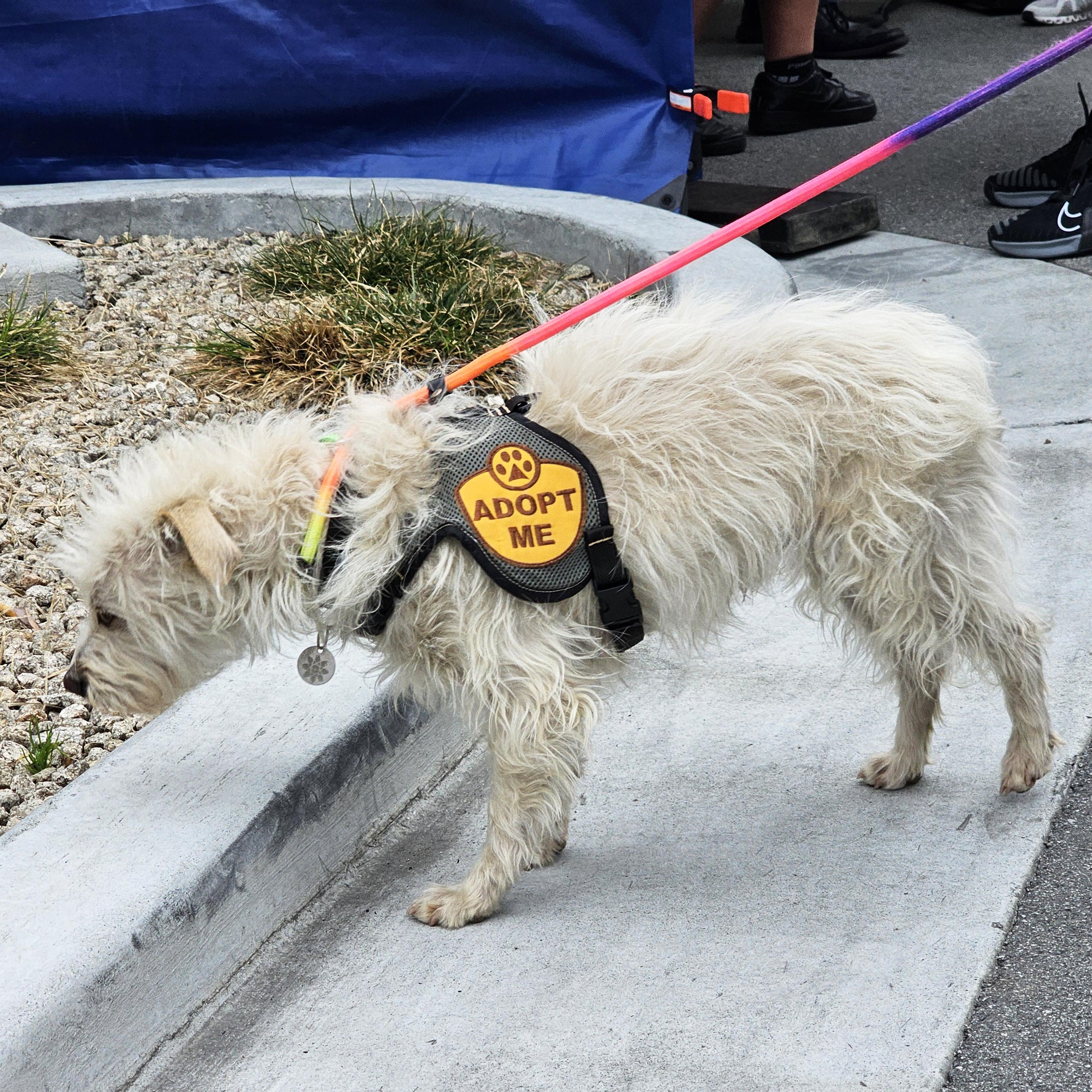 Denny, a Adoptable Terrier in Greenfield, CA image 4/6