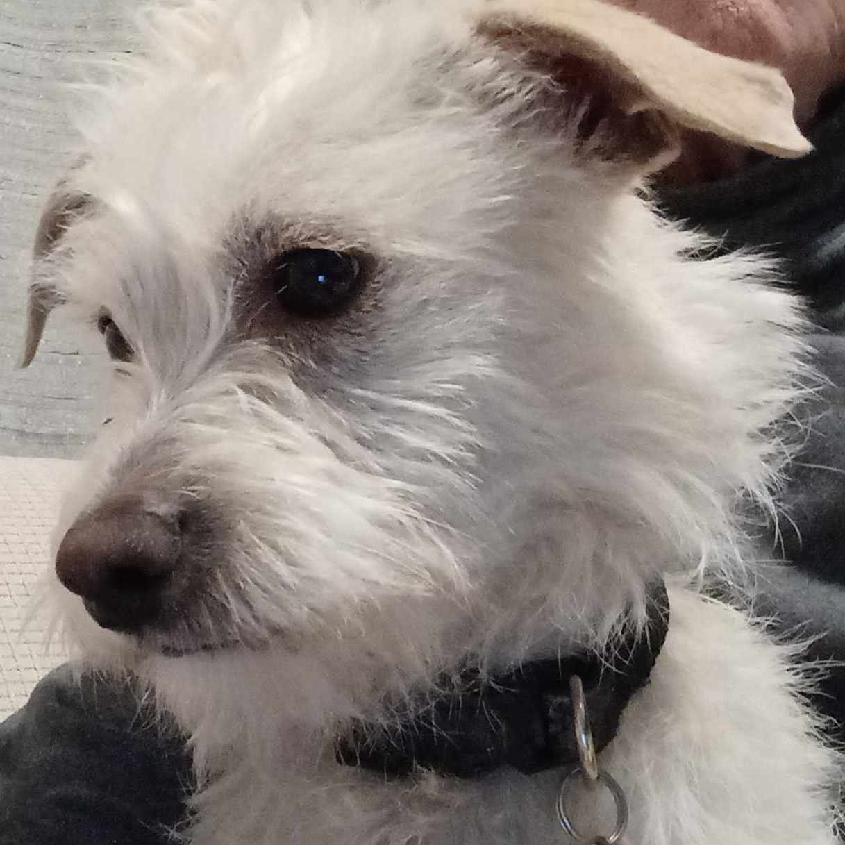 Denny, a Adoptable Terrier in Greenfield, CA image 6/6