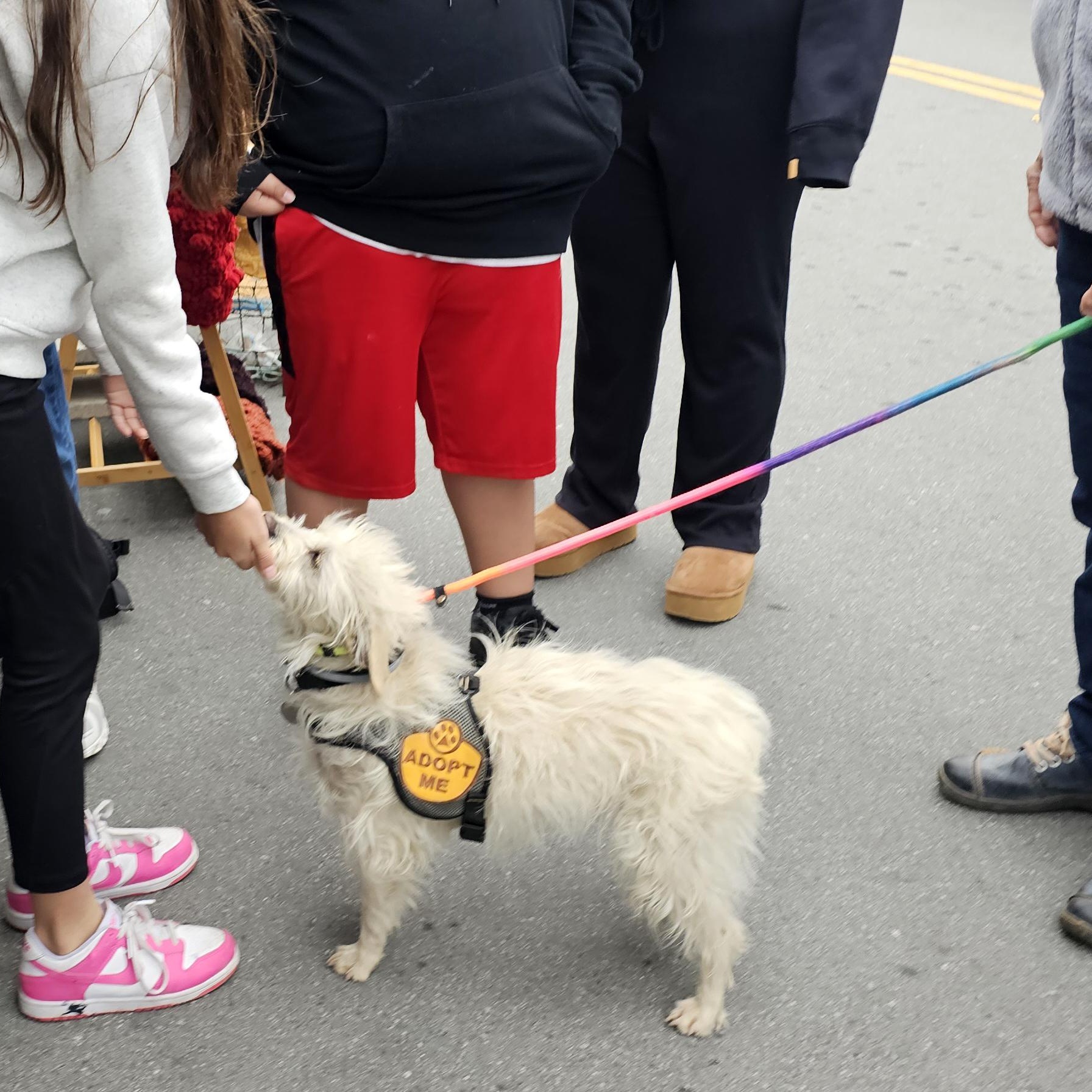 Denny, a Adoptable Terrier in Greenfield, CA image 5/6